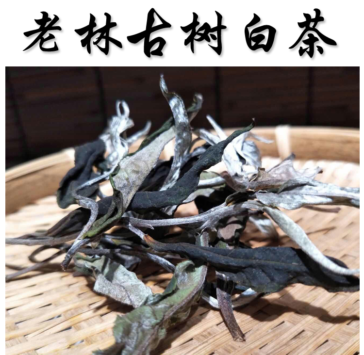 云南大围山 老林古树白茶  散装250克  云围古茗  大围山茶 茶 特色产区白茶 原图主图