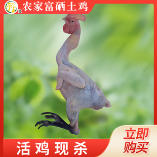 山西果园放养走地土鸡公活现杀新鲜生肉整只净重约3斤冷链包邮