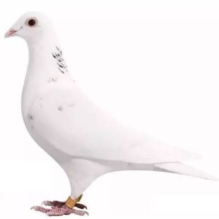 詹森鸽子大鼻子信鸽公棚活的吴淞圆环信鸽成绩鸽子血统鸽子杨阿腾