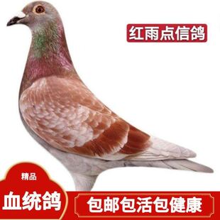红雨点信鸽信鸽天落鸟活物信鸽幼鸽国血李鸟鸽子信鸽天落桑杰士