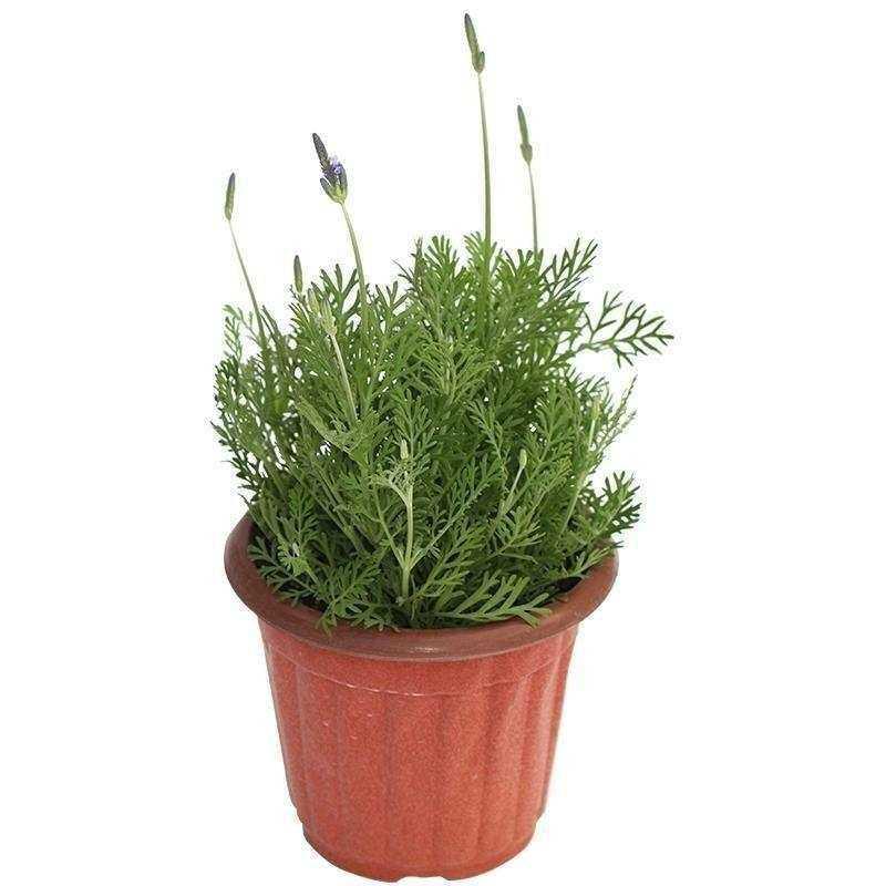 Lavender potted plant true flower big seedling bract fresh