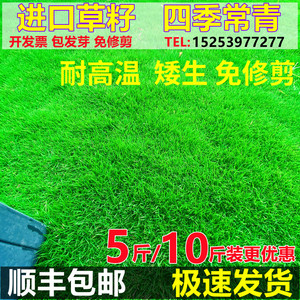 草坪草籽四季常青护坡狗牙根马尼拉地毯草庭院绿化黑麦草皮种子孑