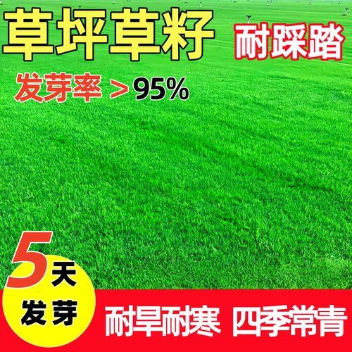 草坪草籽四季常青护坡固土狗牙根