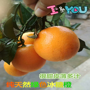 正宗黔阳冰糖橙优质精品果洪江安江老树冰糖柑果园直供新鲜超甜