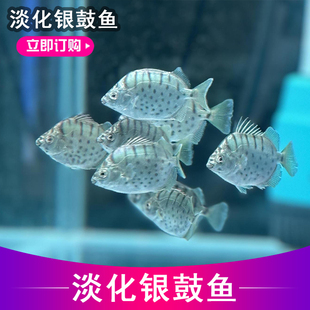 淡化银鼓鱼观赏鱼金鼓鱼除丝藻淡水鱼可和小型鱼混养群游性好互动