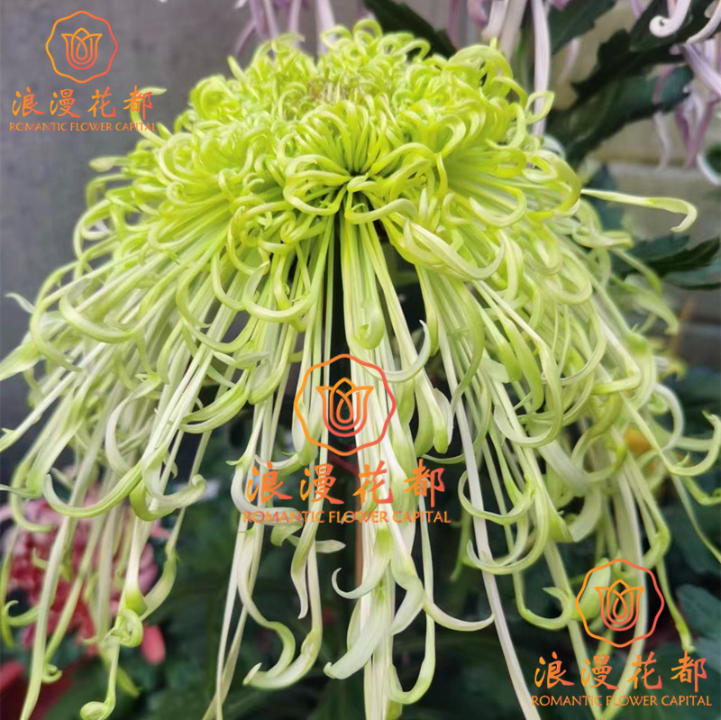 大花盘龙碧玉秋季大菊花苗图片