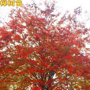 红榉树苗血榉树别墅庭院行道大型丛生绿化苗木风景树小叶榉树苗