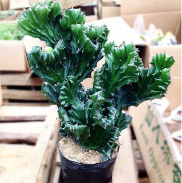 带根超大玉麒麟多肉盆栽龙骨 嫁接麒麟植物室内办公桌摆趣味