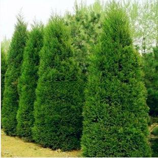万年青塔柏树苗蜀桧刺柏侧陵园风水地风景树四季长青行道绿化树苗
