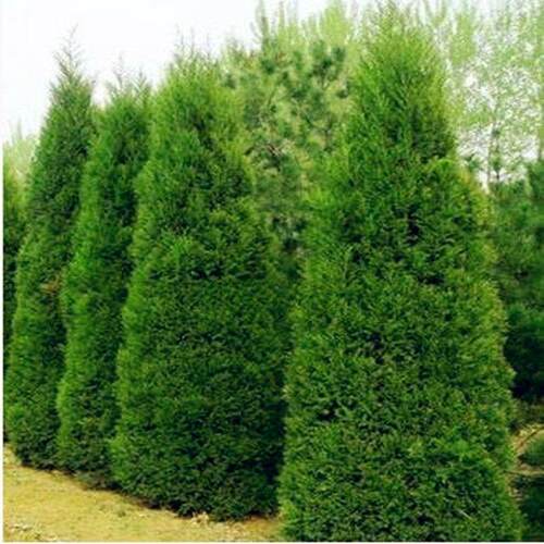 风景树四季长青行道绿化树苗柏树