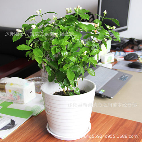 茉莉花盆栽绿萝发财树室内