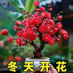 红梅老桩树苗盆栽腊梅盆景花卉室内外庭院耐寒冬季好养四季绿植物