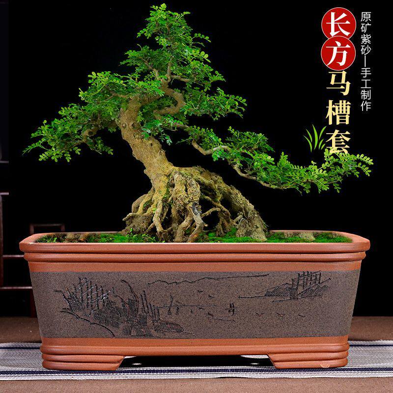 紫砂花盆长方形马槽盆景盆陶瓷大号室内庭院金弹子三角梅老桩花盆