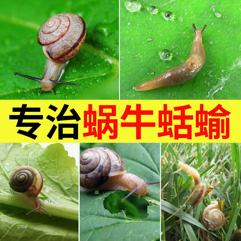 蜗牛药四聚乙醛颗粒草坪菜地田螺丝鼻涕虫蛞蝓软体害虫家用杀虫剂