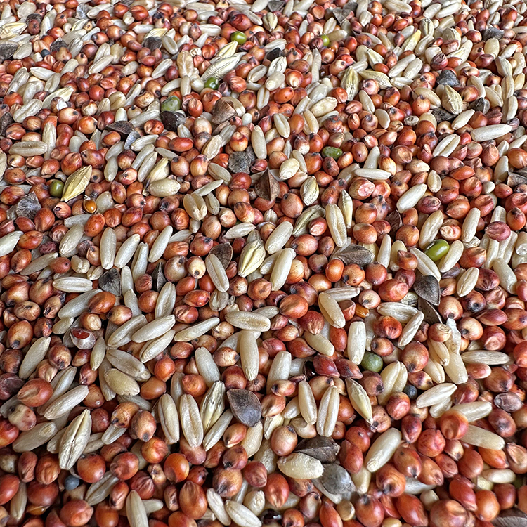 斑鸠小鸽子粮食无玉米无豌豆