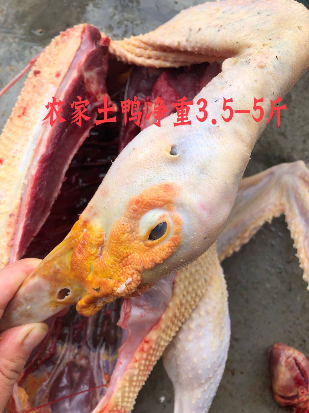 番鸭梅州特产蕉岭农家散养母番鸭黑番鸭麻老番鸭鸽子老鸽顺丰包邮