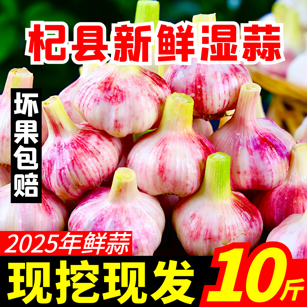 今年新鲜紫皮大蒜5斤现挖现发湿蒜新鲜蔬菜河南多瓣糖蒜腊八腌制