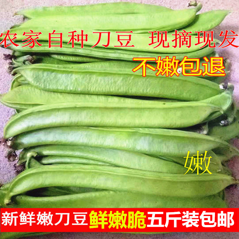 现货5斤刀豆现摘包嫩江西农家新鲜青刀豆剁椒原料泡菜包邮