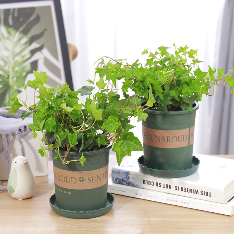 常春藤盆栽 好养四季室内长青常青藤蔓悬挂绿植植物爬藤垂吊兰