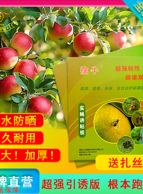 瓜果粘虫板诱敌粘蝇板果园专用粘蝇贴