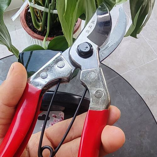 东风花枝俏剪刀专用剪刀修枝剪刀家用剪花枝修剪树枝剪刀果枝剪