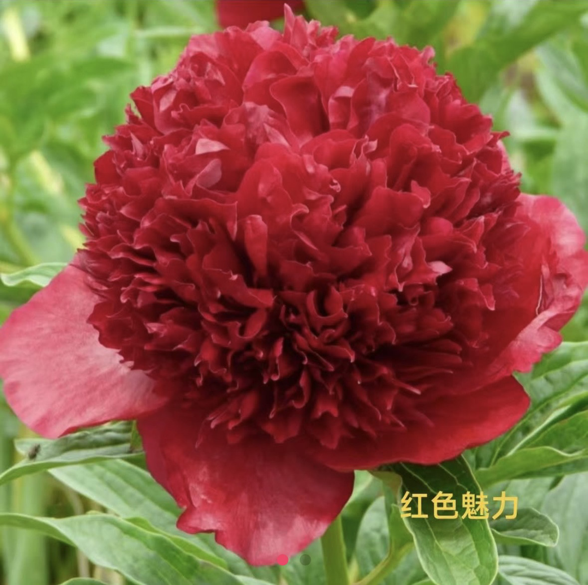 红色魅力 进口品种红色系芍药花牡丹/芍药