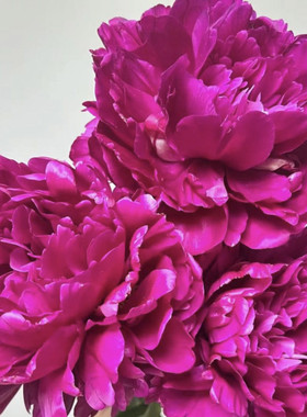 紫绣球重瓣芍药花苗种苗适合庭院盆栽地栽裸根带防伪吊牌发货
