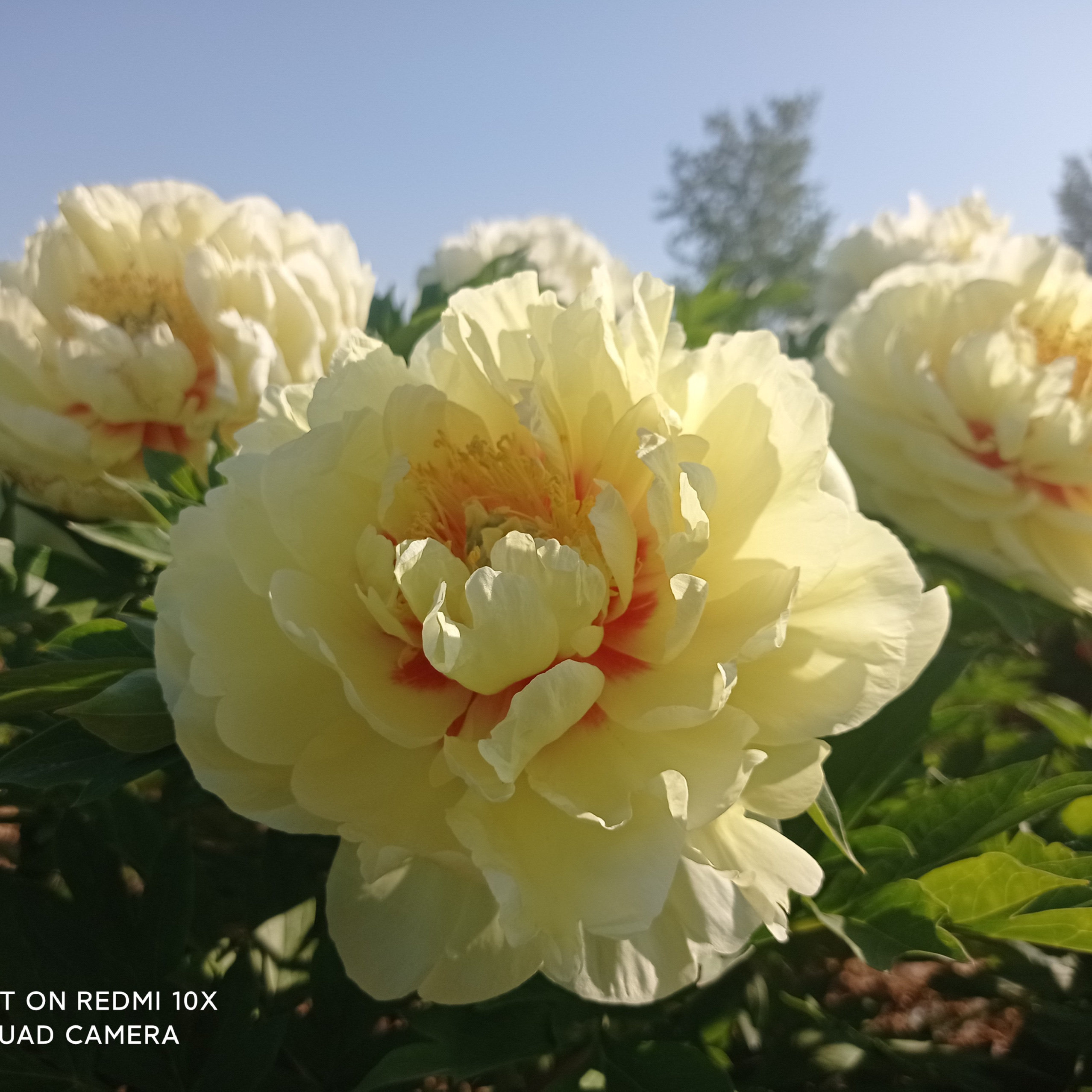 芭茨拉 伊藤系列牡丹和芍药 杂牡丹/芍药