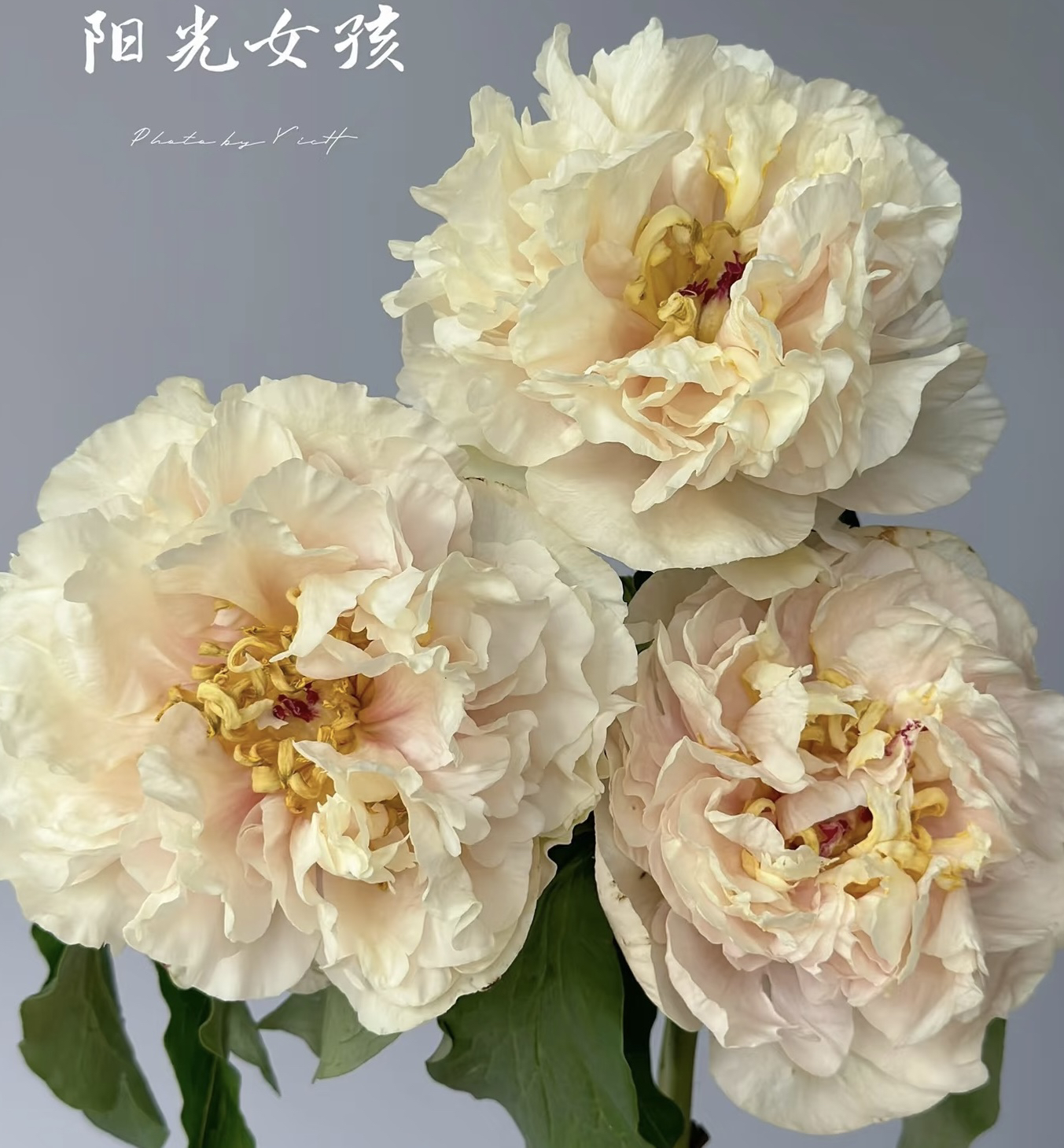 阳光女孩 进口品种黄色系芍药种苗花苗 秋天裸根发货