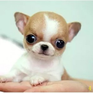 韶关吉娃娃幼犬纯种袖珍吉娃娃犬