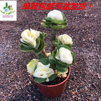多肉植物金钱木老桩办公室内电脑桌前防辐射阳台招财绿植盆栽花卉|msdalam kategori penghantaran bunga/bunga simulasi/tumbuhan berkebun, bunga/Tumbuh-tumbuhan tumbuh-tumbuhan pasu (baru), succulents - dari Buy2taobao.com untuk memberikan perkhidmatan ejen Taobao profesional membeli