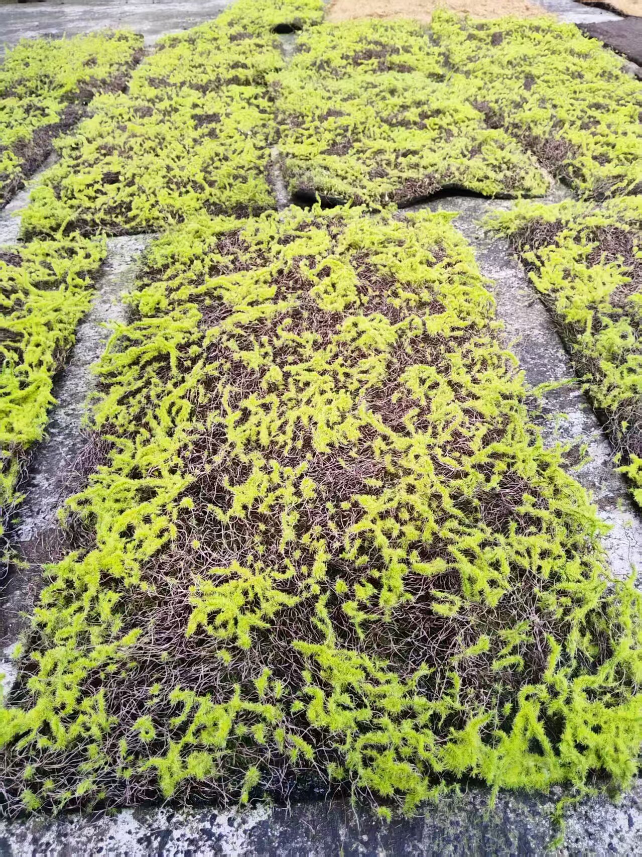 仿真青苔草皮草坪苔藓商场墙贴花墙植物墙盆景盆栽假苔藓橱窗花艺