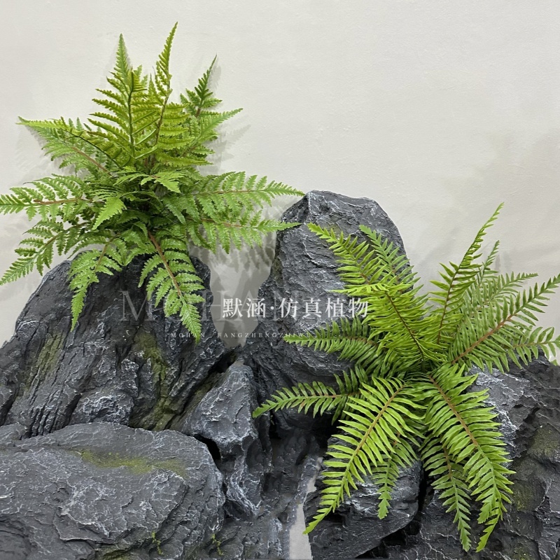 热带大把束蕨草肾蕨地面摆放植物