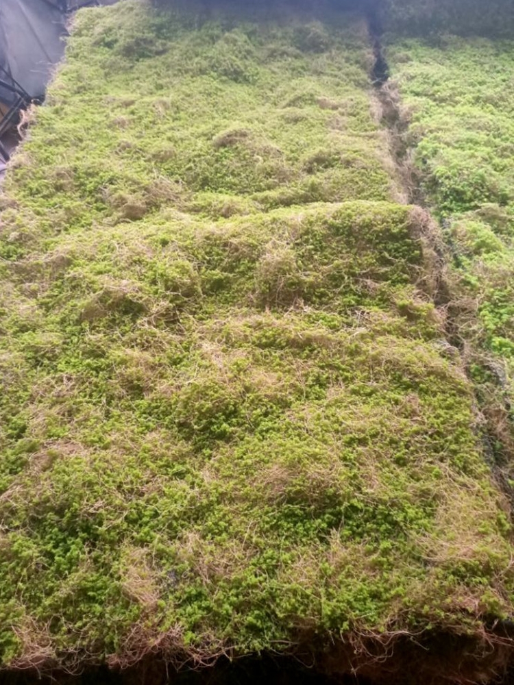 植绒工艺品 植毛 青苔藓草坪 绿色植物场景 橱窗展示 摆设 假苔藓 鲜花速递/花卉仿真/绿植园艺 仿真绿植 原图主图