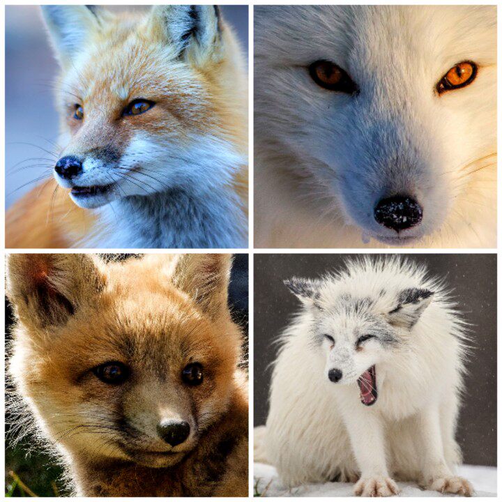 高清jpg素材狐狸图片红赤狐北极狐沙狐阔耳狐野生动物摄影特写照