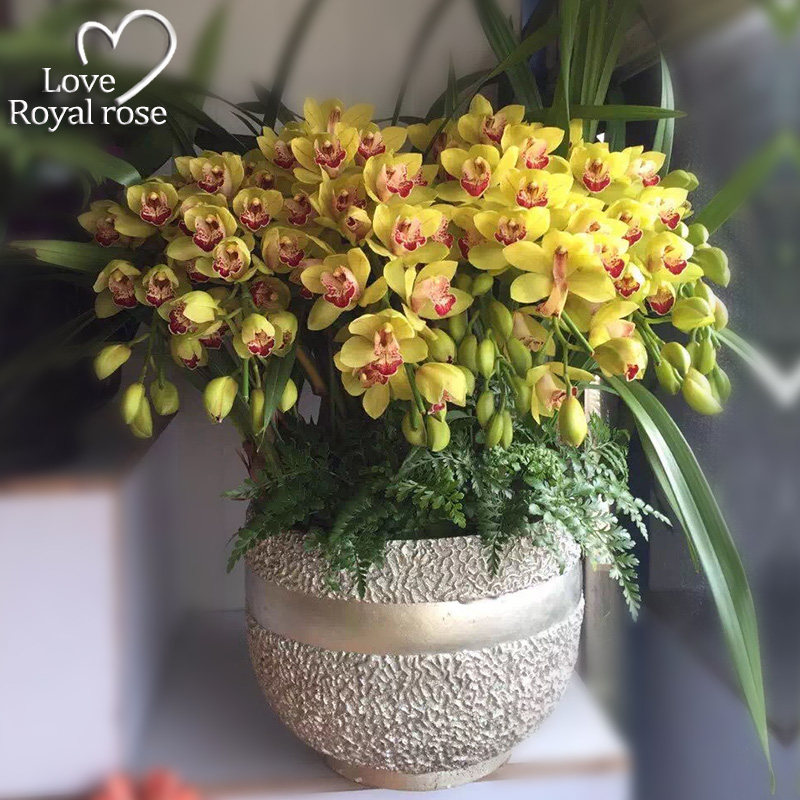 大花蕙兰盆栽新年宵花卉杭州鲜花