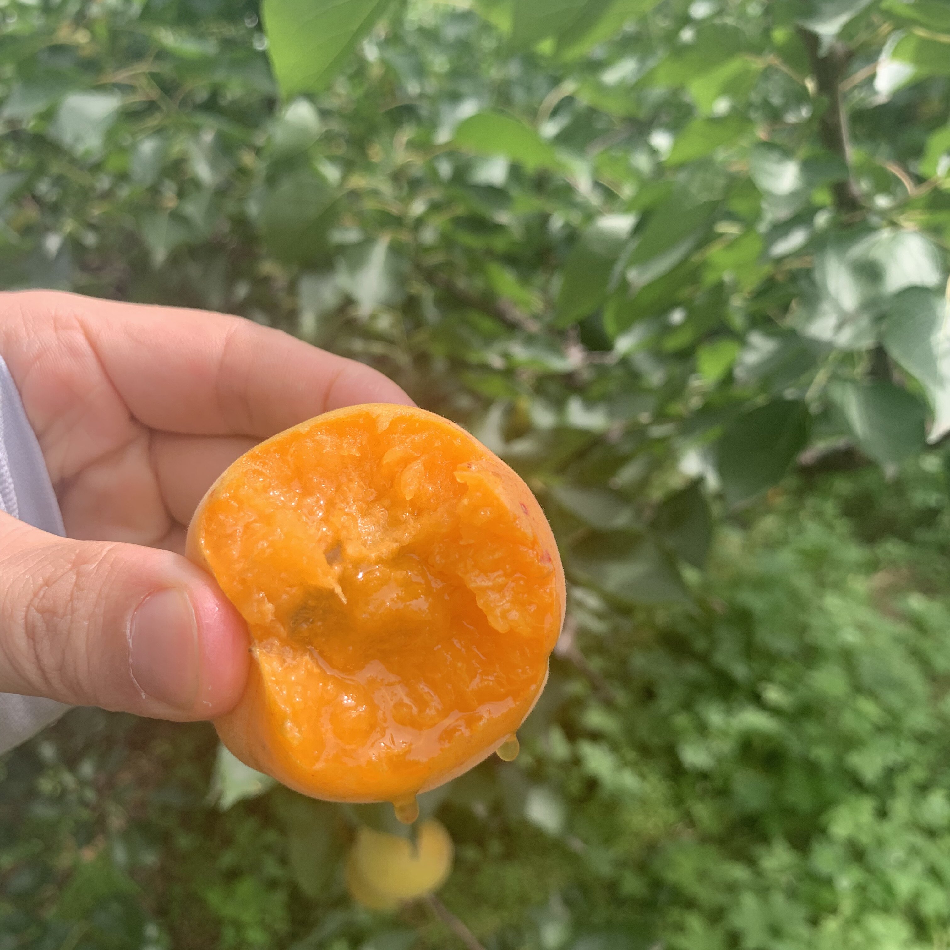 陕西小白土杏