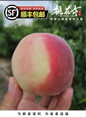 桃花岭现摘脆甜多汁鲜桃