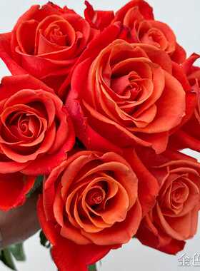 爱园花卉 金色交响\橙色派对玫瑰帝王系列庭院阳台盆栽