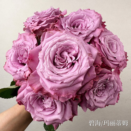 玫瑰阳台庭院多季节开花花大