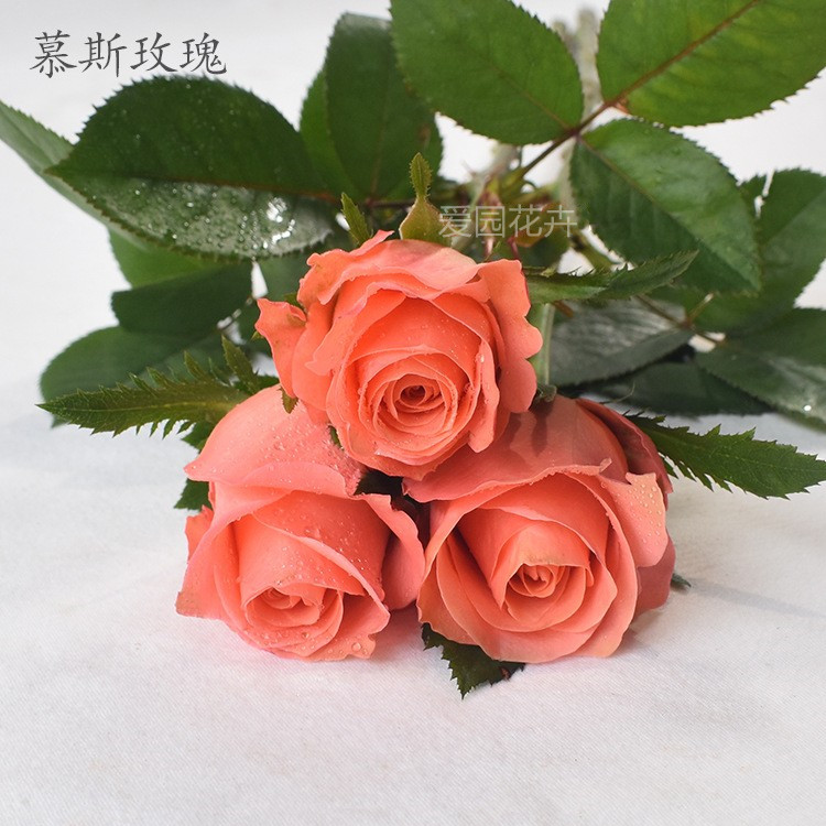月季阳台窗台春夏秋开花大花香