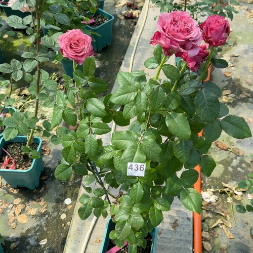 436玫瑰麦芽糖原盆