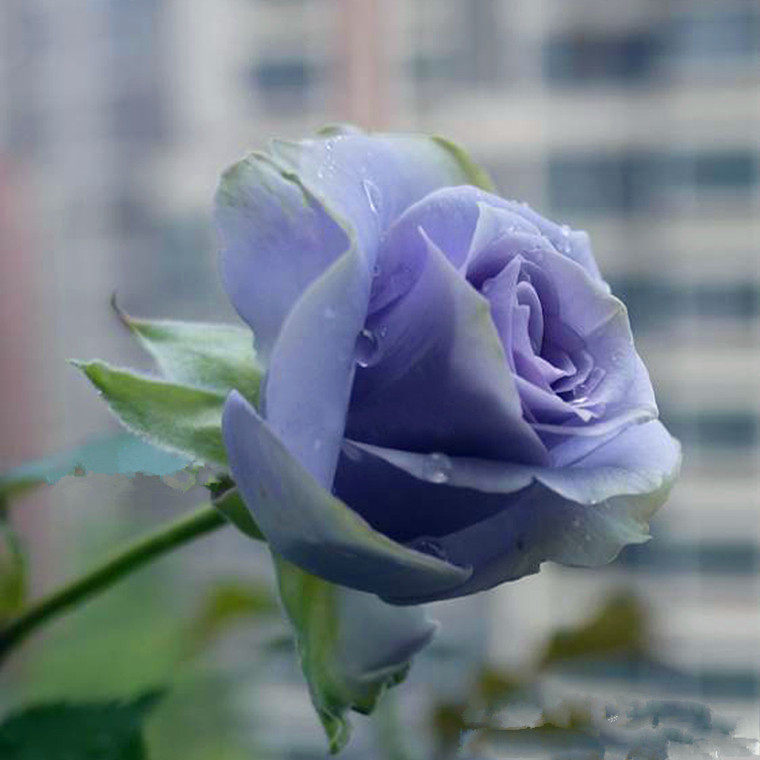月季转蓝多季蓝色日月丰花阳台庭院大花盆栽月季花苗花卉