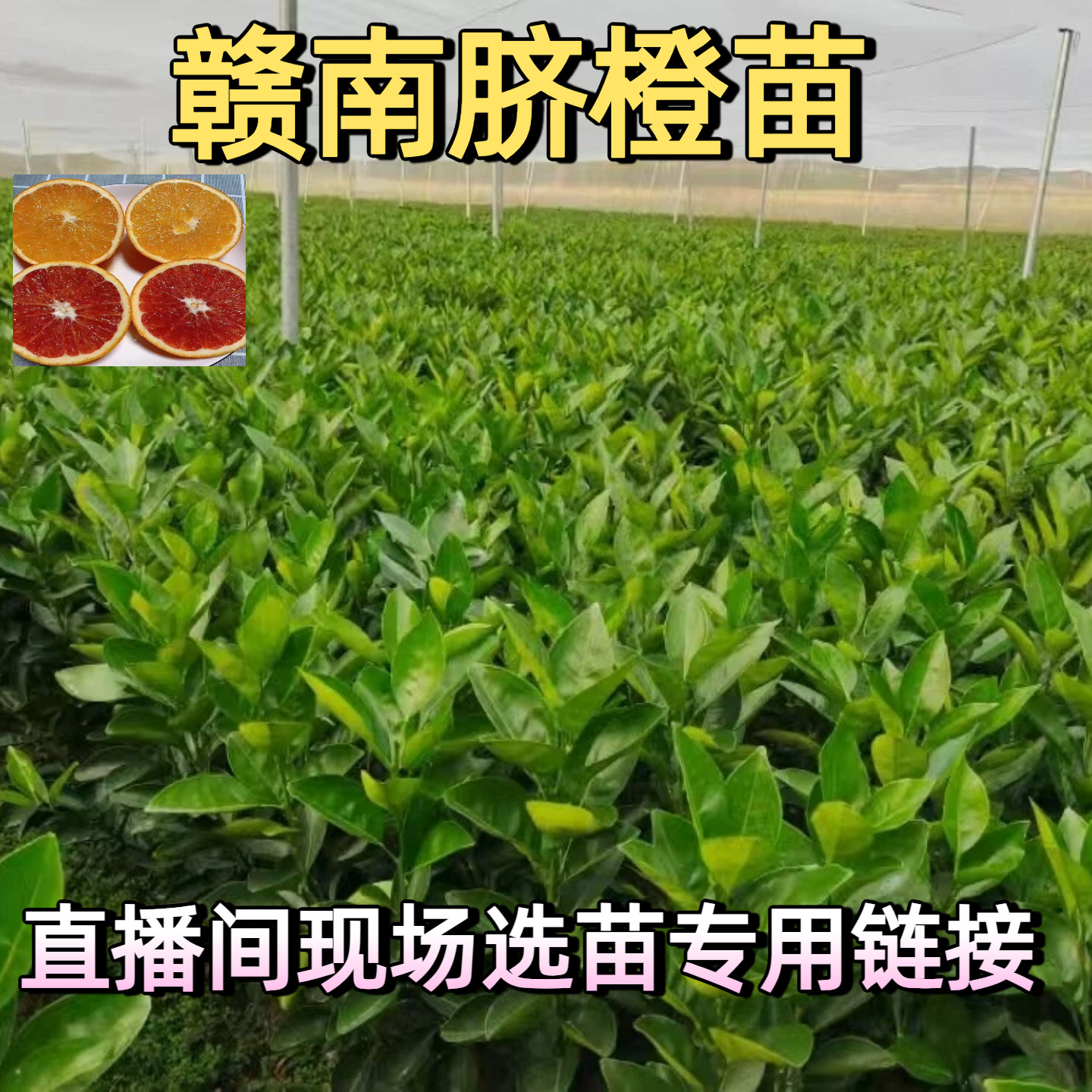 正宗江西赣南脐橙苗纽荷尔橙子树苗红肉血橙脐橙树苗赣州果树苗,鲜花速递/花卉仿真/绿植园艺,果树,淘宝优惠券,粉丝福利购,淘宝优惠卷