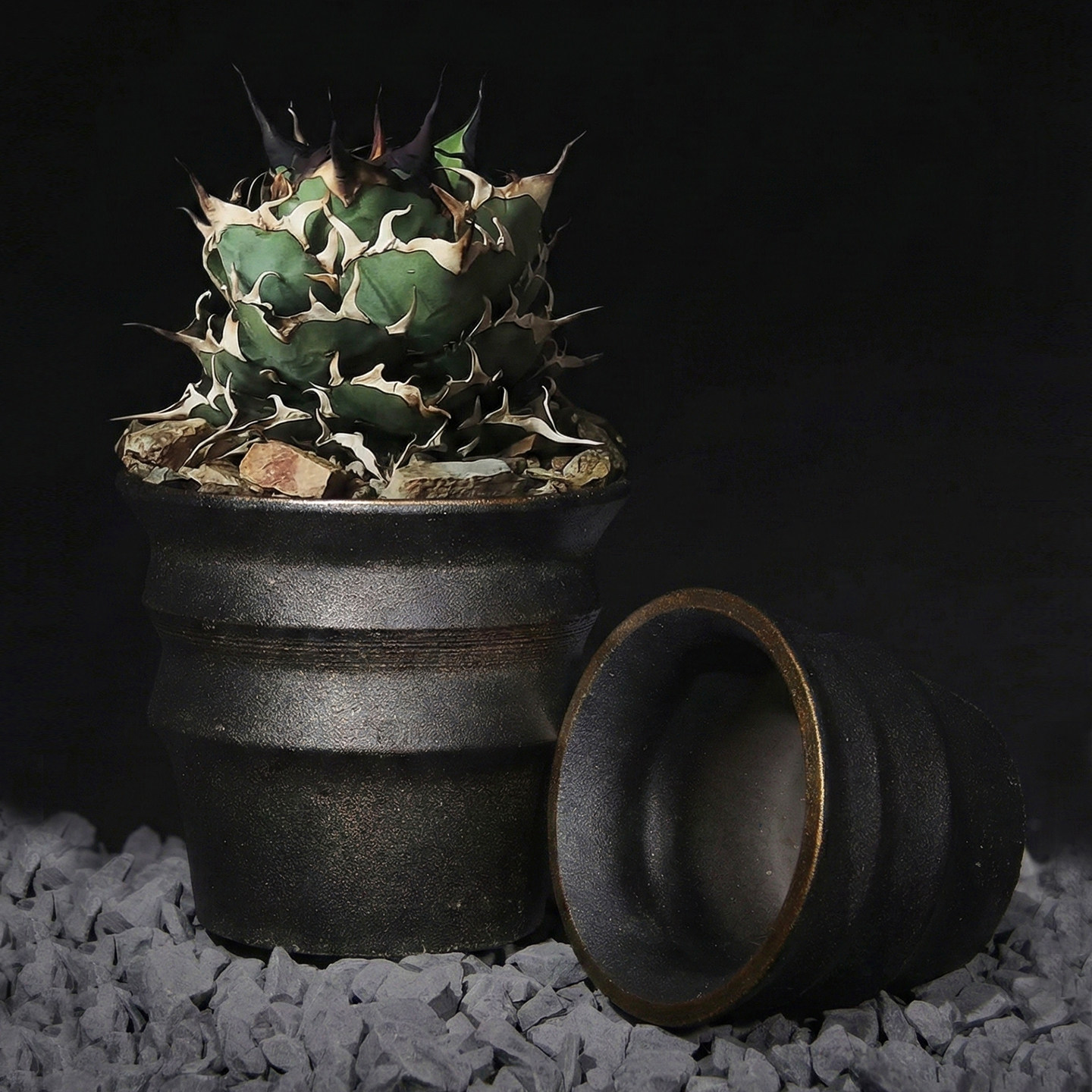 日式黑金手工块根植物微水泥花盆