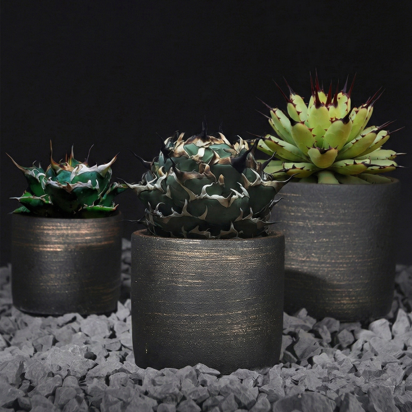 沙生植物龟甲龙圆型水泥花盆