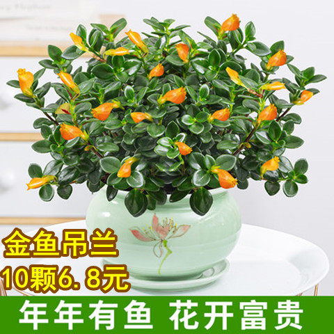 水培金鱼花质量怎么样 水培金鱼花口碑怎么样 小麦优选