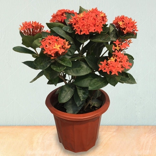 阳台庭院花园绿植花卉盆栽 龙船花 百日红 仙丹花 多年生四季绿植