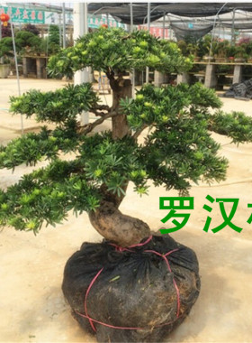 米叶盆景菊花大型罗汉松