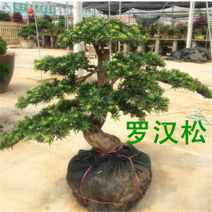 米叶盆景菊花大型罗汉松